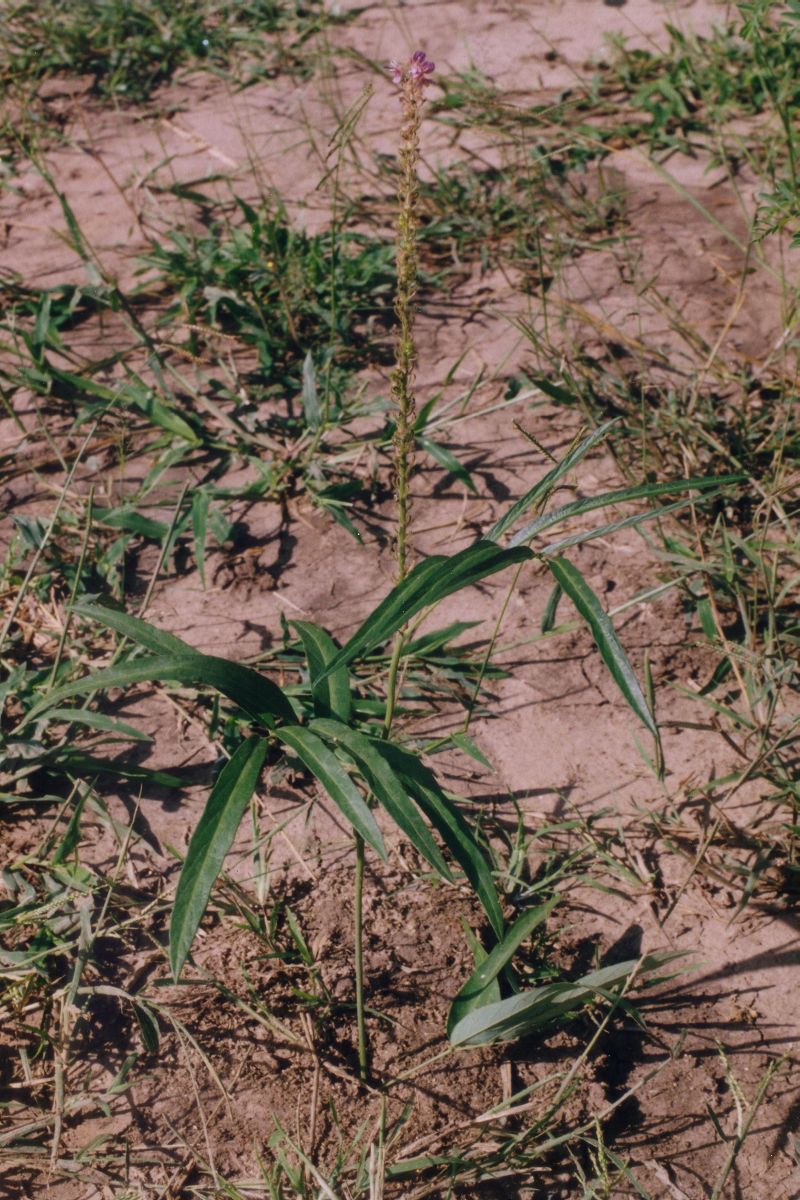 A photograph of Uraria picta showing the whole plant.