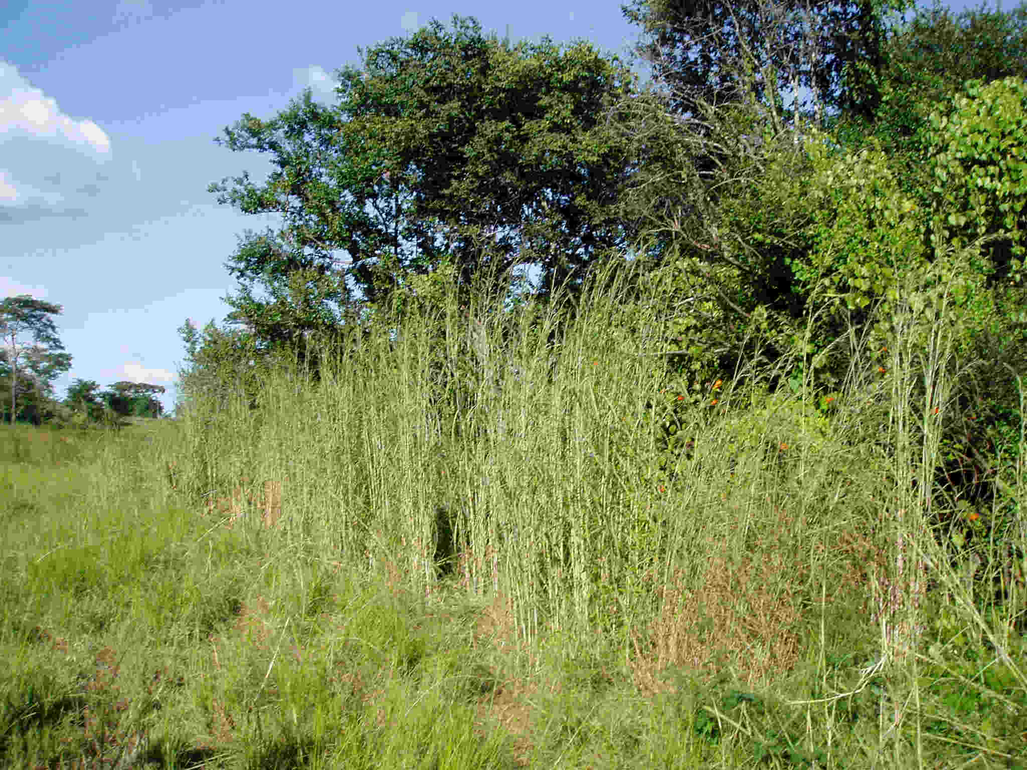 The edge of the evergreen riverine forest. Very tall Hyparrhenia grasses mark the forest edge