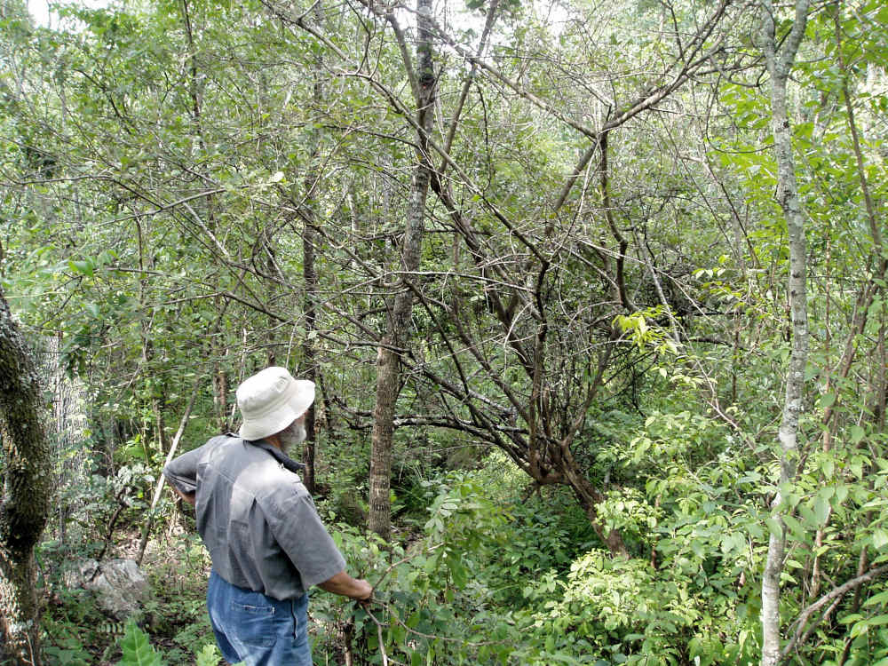 Bernard Beekes looks at the dense vegetation