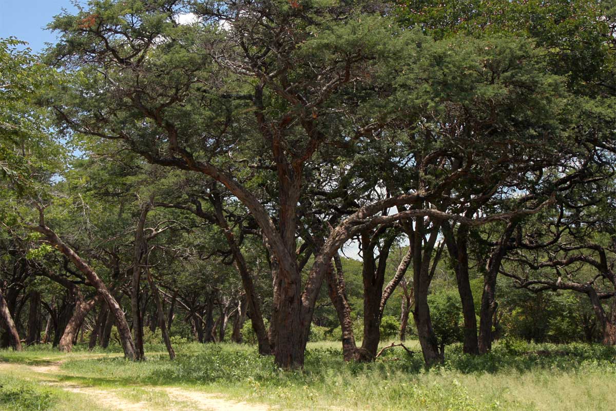 Acacia erioloba trees in Main Camp, Hwange NP