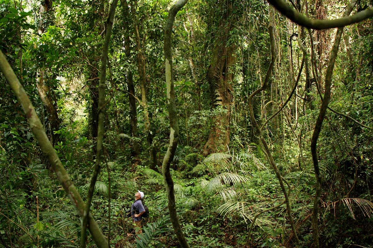 Bart in a forest on the banks of the Congo River near Yaombole, Yaekela, DRC