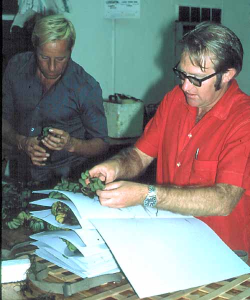 The photograph was taken in June 1972 at the UCR (now UZ) Sinamwenda Research Station on Lake Kariba during a field trip for 3rd Year Botany Students. It shows Dr Dave Mitchell, assisted by a "mature student", <a href="person-display.php?person_id=43">Tom Mueller</a>,
pressing the type specimens of a salvina that Dave later described as a new species, <a href="species.php?species_id=102890">Salvinia molesta</a>.